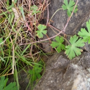 Geranium gardneri at Bungendore, NSW - 22 Sep 2022