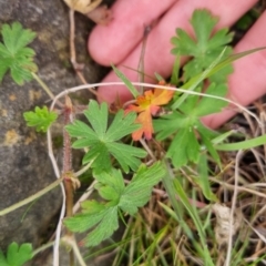 Geranium gardneri at Bungendore, NSW - 22 Sep 2022