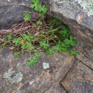 Geranium gardneri at Bungendore, NSW - 22 Sep 2022