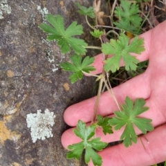 Geranium gardneri at Bungendore, NSW - 22 Sep 2022