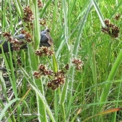 Luzula densiflora (Dense Wood-rush) at The Pinnacle - 29 Sep 2022 by sangio7