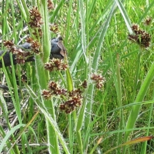 Luzula densiflora at Hawker, ACT - 29 Sep 2022