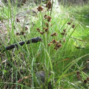 Luzula densiflora at Hawker, ACT - 29 Sep 2022