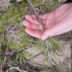 Callistemon sieberi at Bungendore, NSW - 22 Sep 2022