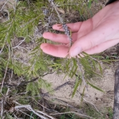 Callistemon sieberi at Bungendore, NSW - 22 Sep 2022