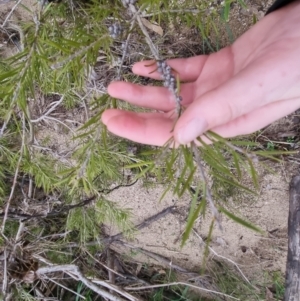 Callistemon sieberi at Bungendore, NSW - 22 Sep 2022