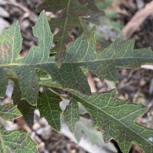 Lomatia fraseri at Berlang, NSW - 25 Sep 2022