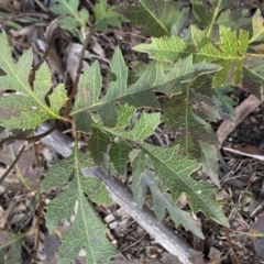 Lomatia fraseri at Berlang, NSW - 25 Sep 2022