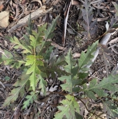 Lomatia fraseri at Berlang, NSW - 25 Sep 2022