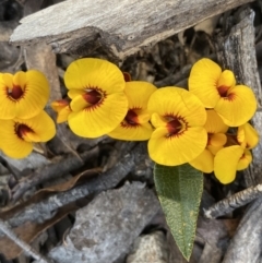 Mirbelia platylobioides (Large-flowered Mirbelia) at Krawarree, NSW - 25 Sep 2022 by NedJohnston