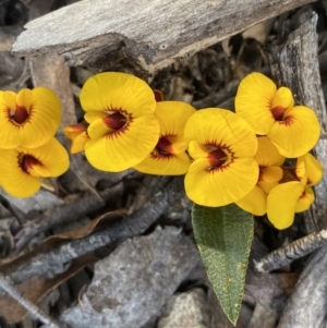 Mirbelia platylobioides at Krawarree, NSW - 25 Sep 2022