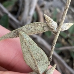 Mirbelia platylobioides at Krawarree, NSW - 25 Sep 2022 04:05 PM