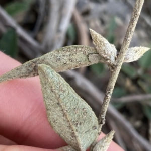 Mirbelia platylobioides at Krawarree, NSW - 25 Sep 2022 04:05 PM