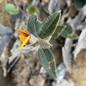 Mirbelia platylobioides at Krawarree, NSW - 25 Sep 2022 04:05 PM