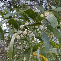 Acacia melanoxylon (Blackwood) at Krawarree, NSW - 25 Sep 2022 by Ned_Johnston