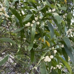 Acacia melanoxylon at Krawarree, NSW - 25 Sep 2022