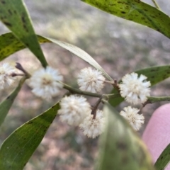Acacia melanoxylon at Krawarree, NSW - 25 Sep 2022