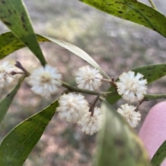 Acacia melanoxylon at Krawarree, NSW - 25 Sep 2022 04:41 PM