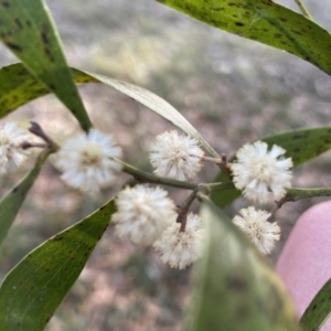 Acacia melanoxylon at Krawarree, NSW - 25 Sep 2022