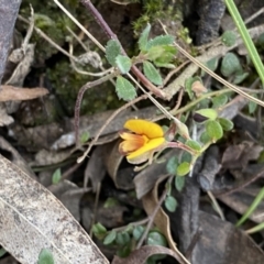 Bossiaea buxifolia (Matted Bossiaea) at QPRC LGA - 25 Sep 2022 by Ned_Johnston