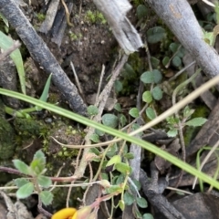 Bossiaea buxifolia at Krawarree, NSW - 25 Sep 2022