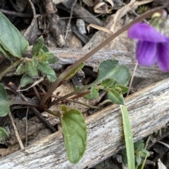 Viola betonicifolia (Mountain Violet) at Krawarree, NSW - 25 Sep 2022 by NedJohnston