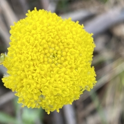 Craspedia variabilis (Common Billy Buttons) at Krawarree, NSW - 25 Sep 2022 by Ned_Johnston