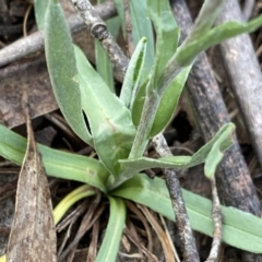 Craspedia variabilis at Krawarree, NSW - suppressed