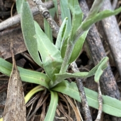 Craspedia variabilis at Krawarree, NSW - 25 Sep 2022