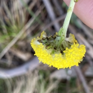 Craspedia variabilis at Krawarree, NSW - suppressed