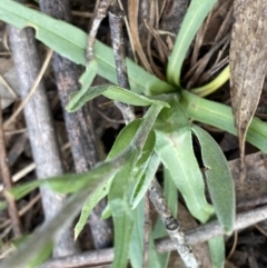 Craspedia variabilis at Krawarree, NSW - suppressed