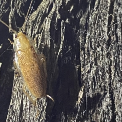 Balta spuria (A Balta Cockroach) at Krawarree, NSW - 25 Sep 2022 by NedJohnston