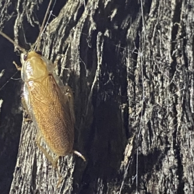 Balta spuria (A Balta Cockroach) at QPRC LGA - 25 Sep 2022 by Ned_Johnston