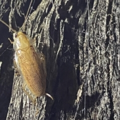 Balta spuria (A Balta Cockroach) at Deua National Park (CNM area) - 25 Sep 2022 by Ned_Johnston