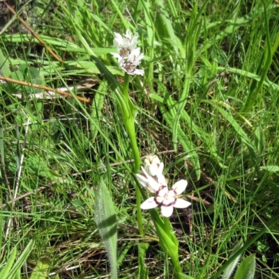 Wurmbea dioica subsp. dioica (Early Nancy) at The Pinnacle - 29 Sep 2022 by sangio7