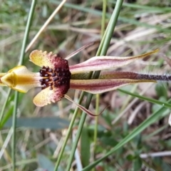 Caladenia actensis (Canberra Spider Orchid) at Hackett, ACT - 30 Sep 2022 by NickWilson