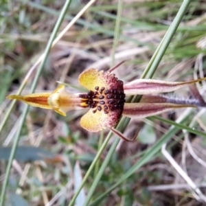 Caladenia actensis at suppressed - suppressed