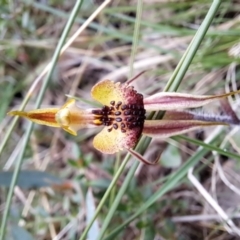 Caladenia actensis at suppressed - 30 Sep 2022