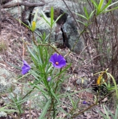 Solanum linearifolium (Kangaroo Apple) at The Pinnacle - 29 Sep 2022 by sangio7