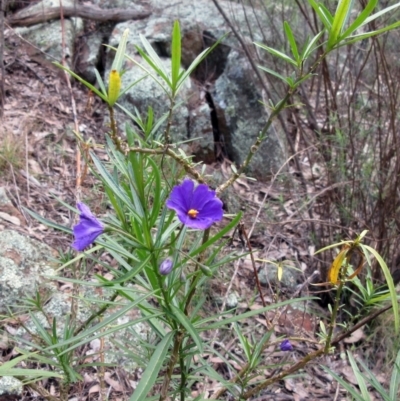 Solanum linearifolium (Kangaroo Apple) at The Pinnacle - 29 Sep 2022 by sangio7