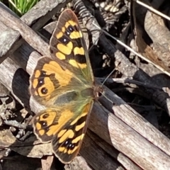 Argynnina cyrila (Forest Brown, Cyril's Brown) at Berlang, NSW - 25 Sep 2022 by NedJohnston