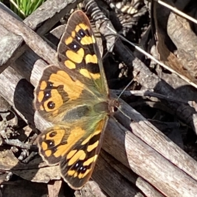 Argynnina cyrila (Forest Brown, Cyril's Brown) at Berlang, NSW - 25 Sep 2022 by NedJohnston