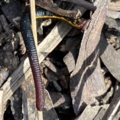 Hirudinea sp. (Class) (Unidentified Leech) at Berlang, NSW - 25 Sep 2022 by NedJohnston