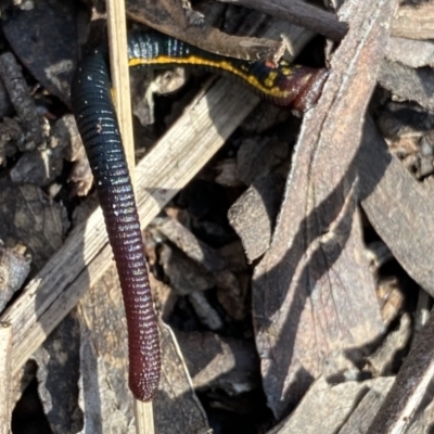 Hirudinea sp. (Class) (Unidentified Leech) at QPRC LGA - 25 Sep 2022 by Ned_Johnston