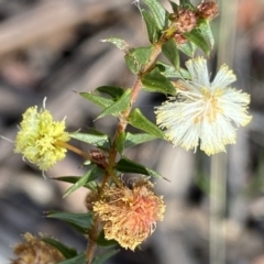 Acacia gunnii (Ploughshare Wattle) at Berlang, NSW - 25 Sep 2022 by NedJohnston