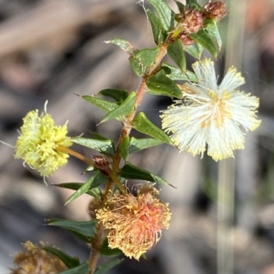Acacia gunnii (Ploughshare Wattle) at Berlang, NSW - 25 Sep 2022 by NedJohnston
