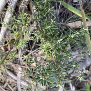Monotoca scoparia at Berlang, NSW - 25 Sep 2022
