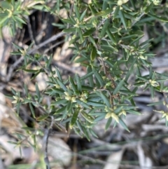 Monotoca scoparia at Berlang, NSW - 25 Sep 2022