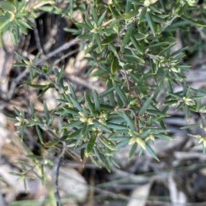 Monotoca scoparia at Berlang, NSW - 25 Sep 2022 03:13 PM