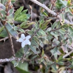 Leucopogon fraseri (Sharp Beard-heath) at QPRC LGA - 25 Sep 2022 by Ned_Johnston